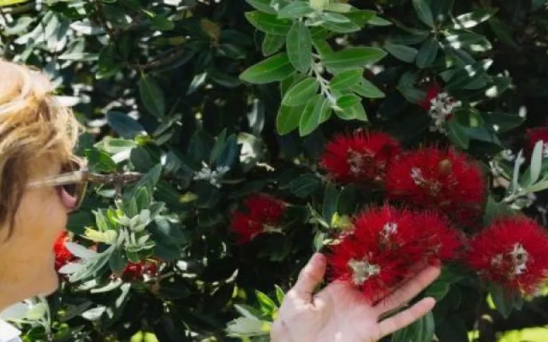 Pohutukawa