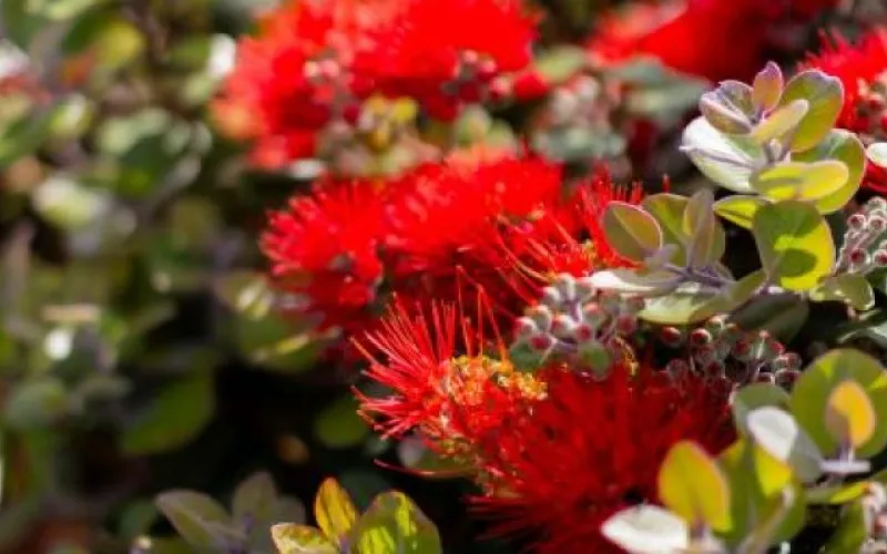Pohutukawa